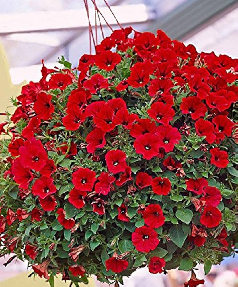 Petunia Red Trailing Flower - for planting in home garden